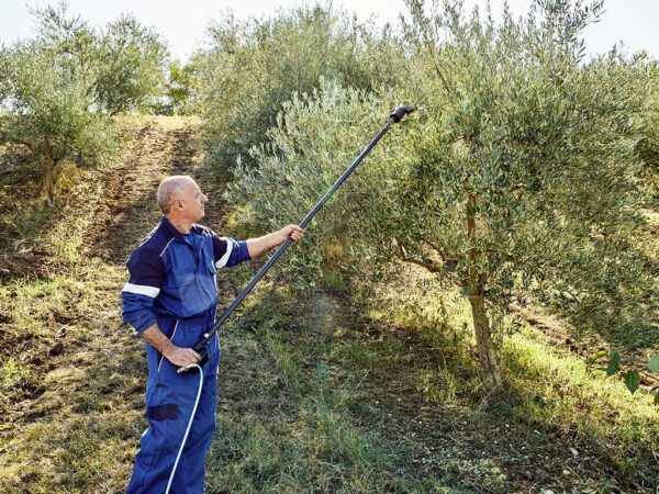 opertaore tiene Forbice pneumatica Star 40 con adattatore su asta di prolunga fotografia in contesto con alberi da frutto