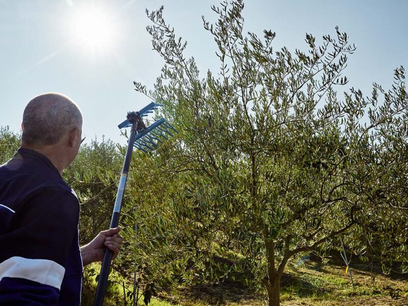 Abbacchiatori pneumatici per la raccolta delle olive Tuono Evo e Metal Top