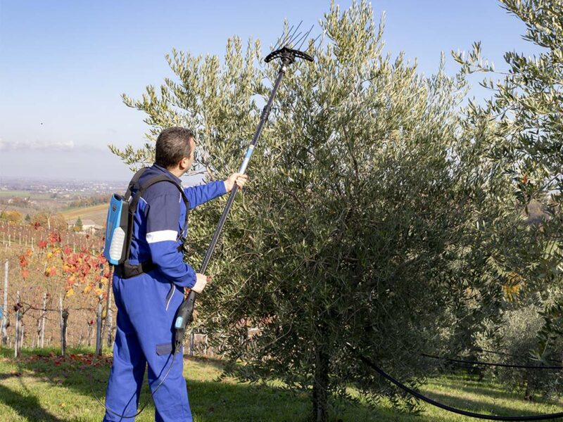 Abbacchiatore elettrico per olive Hercules 58. Lavoro di raccolta delle ulive dalle fronde di ulivi