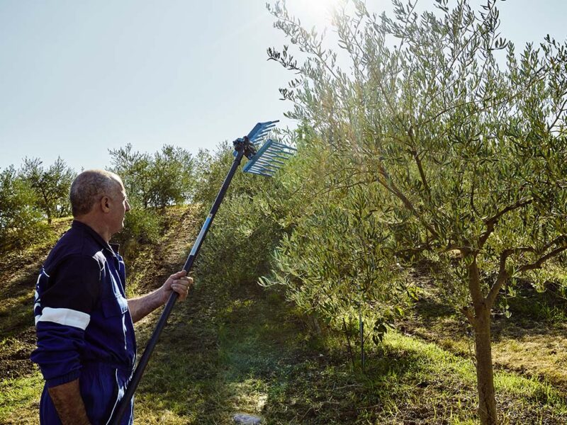 Abbacchiatori pneumatici per la raccolta delle olive Tuono Evo e Metal Top