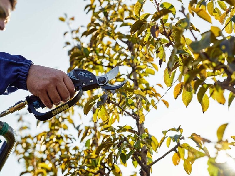 Operatore che tiene la Forbice pneumatica Victory mentre pota un albero da frutto