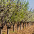CAMPAGNOLA_Potatura del prugno- quando-come-schema_SIto
