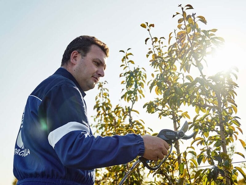 Operatore che tiene la Forbice pneumatica Victory mentre pota un albero da frutto