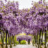 CAMPAGNOLA_ Potatura alberi ornamentali_CAMPAGNOLA_Potatura alberi ornamentali_Sito